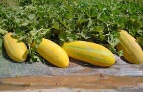 می‌دانید فلسفه «هر کس خربزه می‌خوره باید پای لرزش بشینه» چیست؟ + فواید خربزه