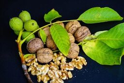 گردو؛ سپر طبیعی بدن در برابر التهاب و پیری سلولی