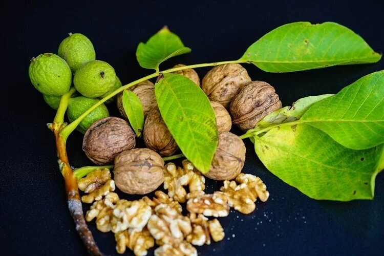 گردو؛ سپر طبیعی بدن در برابر التهاب و پیری سلولی