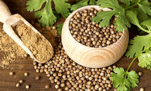 پودر گشنیز برای چه غذاهایی خوبه ؟ | روش تهیه پودر گشنیز در خانه + فواید پودر گشنیز