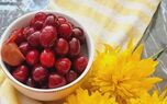 طرز تهیه ترشی گیلاس؛ مجلسی و راحت