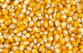 ۳ روش نگهداری ذرت پخته در یخچال و فریزر