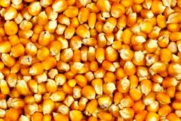 ۳ روش نگهداری ذرت پخته در یخچال و فریزر