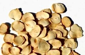 فوت‌وفن خشک کردن پرک موسیر