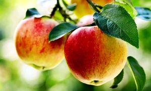 ۱۰ فایده ناشناخته سیب برای سلامتی
